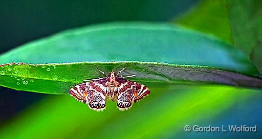 Moth Beneath A Leaf_P1140711-8.jpg - Photographed near Smiths Falls, Ontario, Canada.